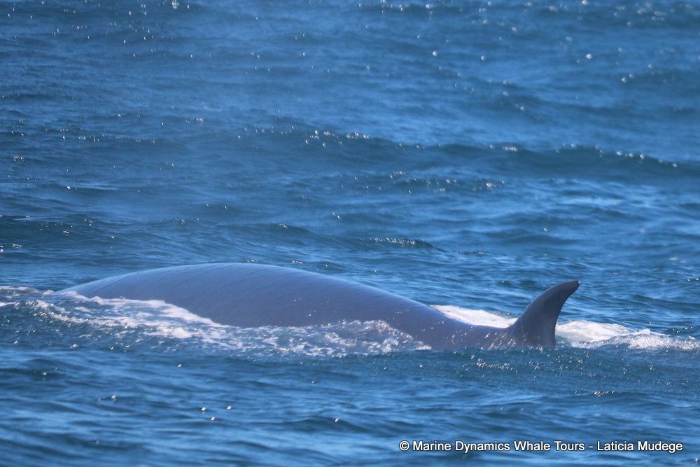 bryde's whale, whale watching, gansbaai, south africa,