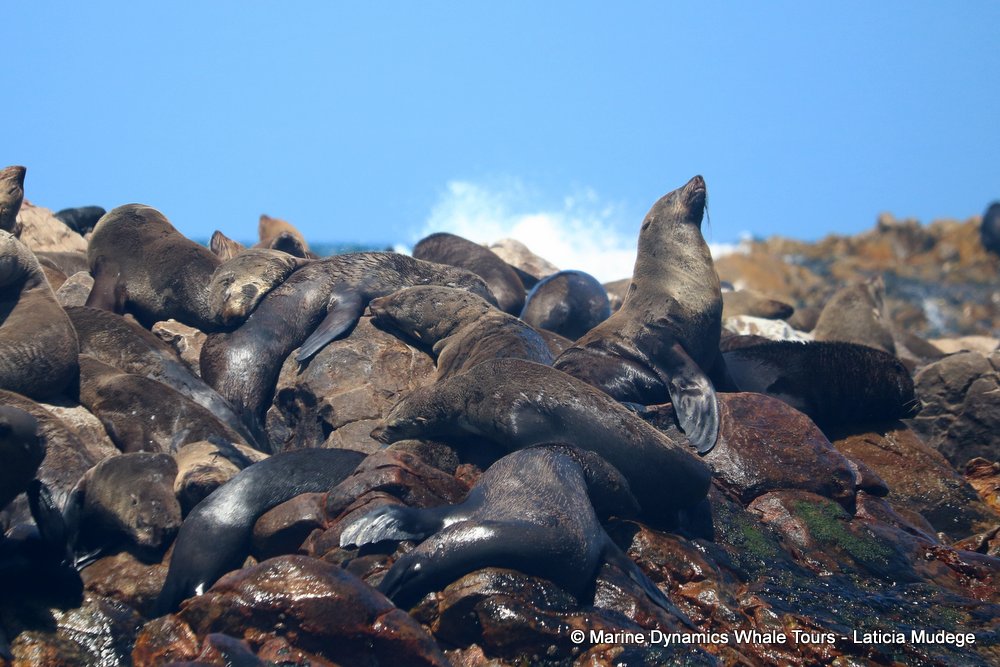 cape fur seal, whale watching, gansbaai, south africa