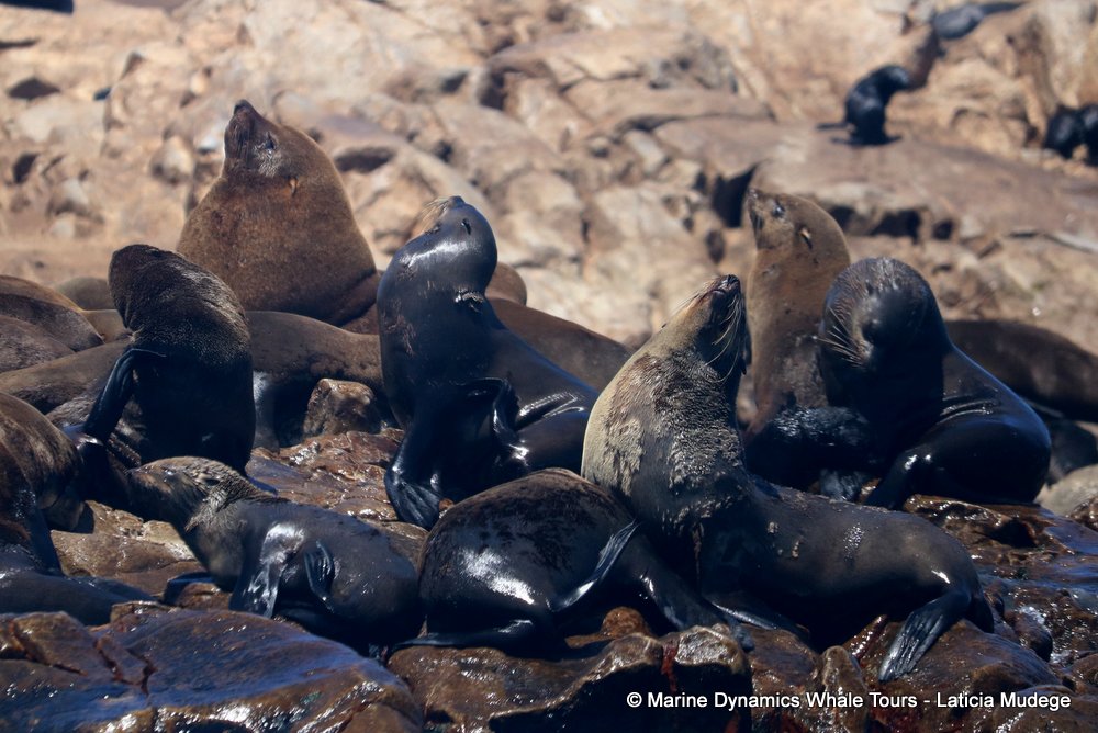 cape fur seal, whale watching, gansbaai, south africa