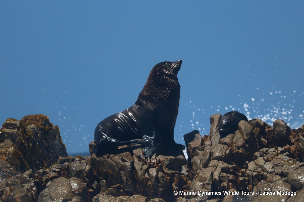 Marine Big 5 Daily Blog 18 December