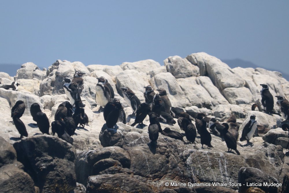 african penguin, whale watching, gansbaai, south africa