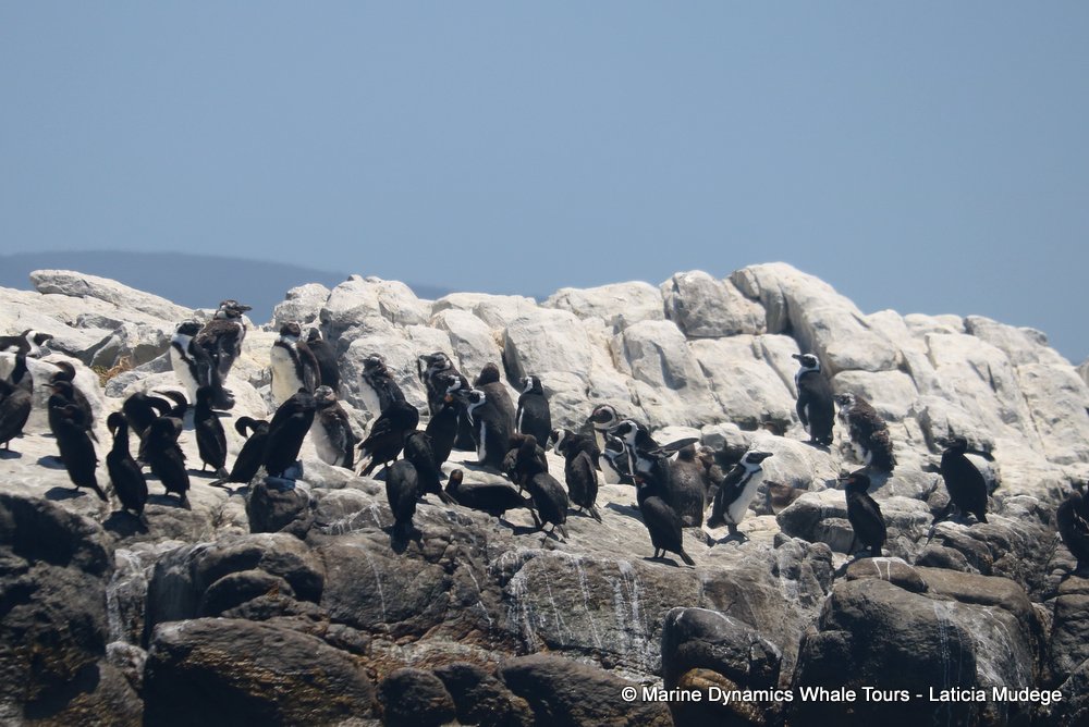 african penguin, whale watching, gansbaai, south africa