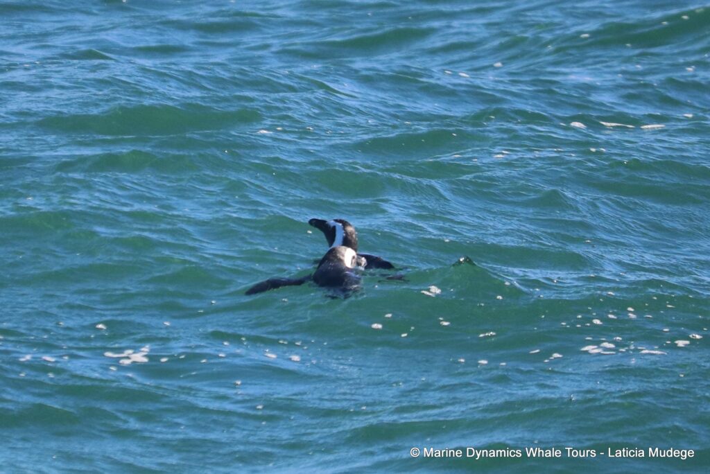 african penguin, whale watching, gansbaai, south africa