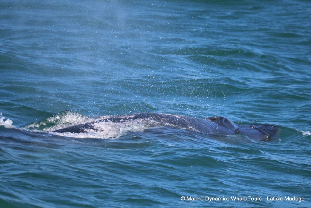 bryde's whale, whale watching, gansbaai, south africa,