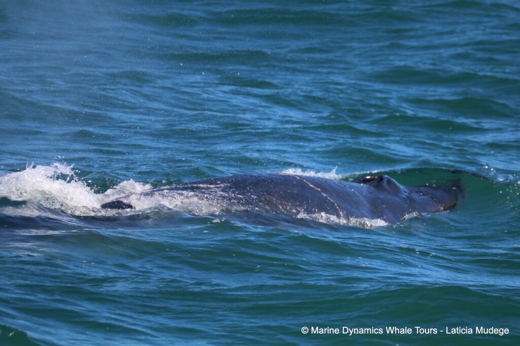 bryde's whale, whale watching, gansbaai, south africa,