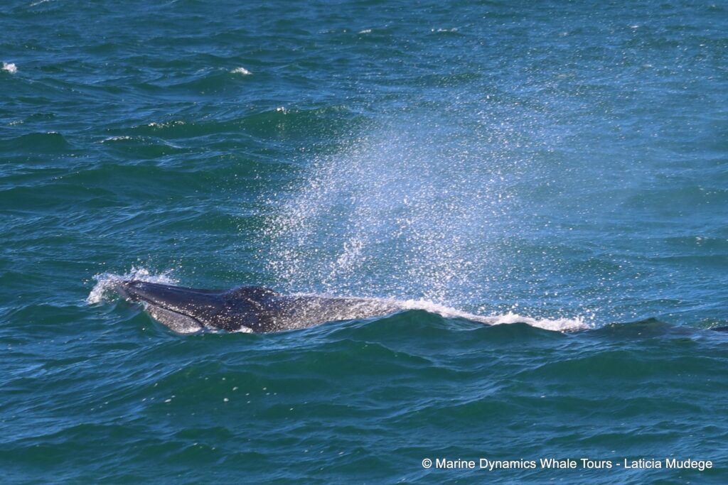 bryde's whale, whale watching, gansbaai, south africa,