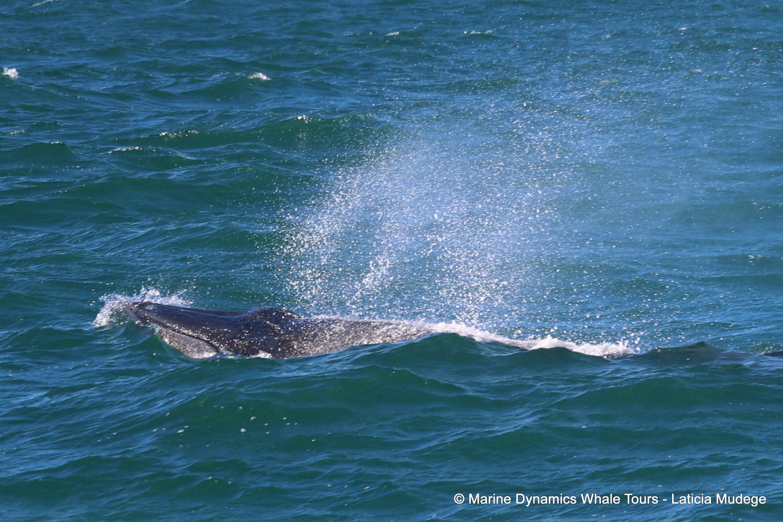 Marine Big 5 Daily Blog 20 December