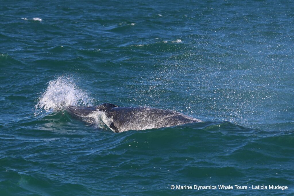 bryde's whale, whale watching, gansbaai, south africa,