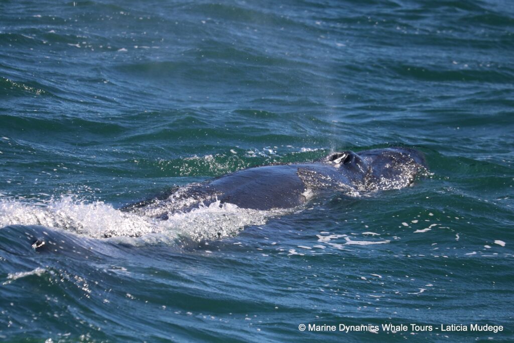 bryde's whale, whale watching, gansbaai, south africa,