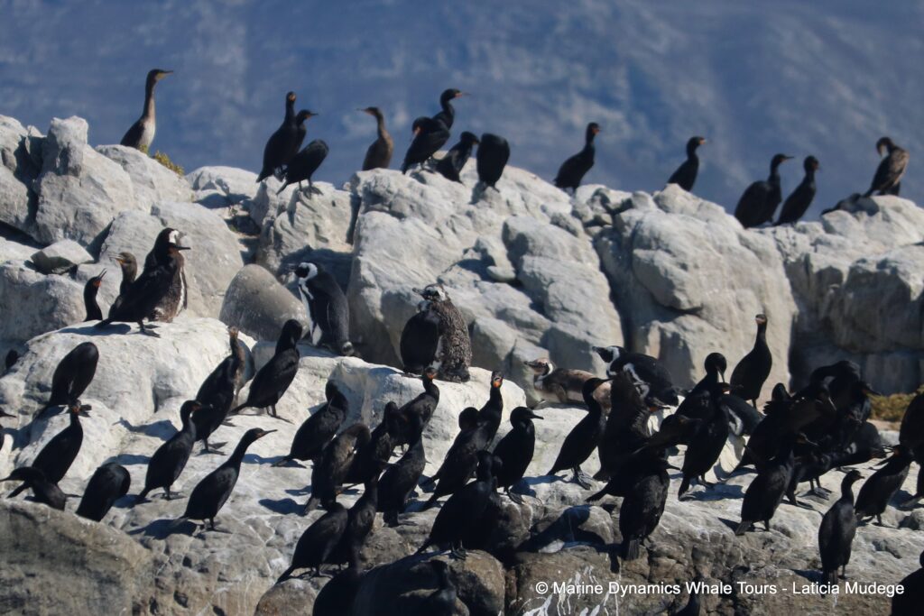 african penguin, whale watching, gansbaai, south africa