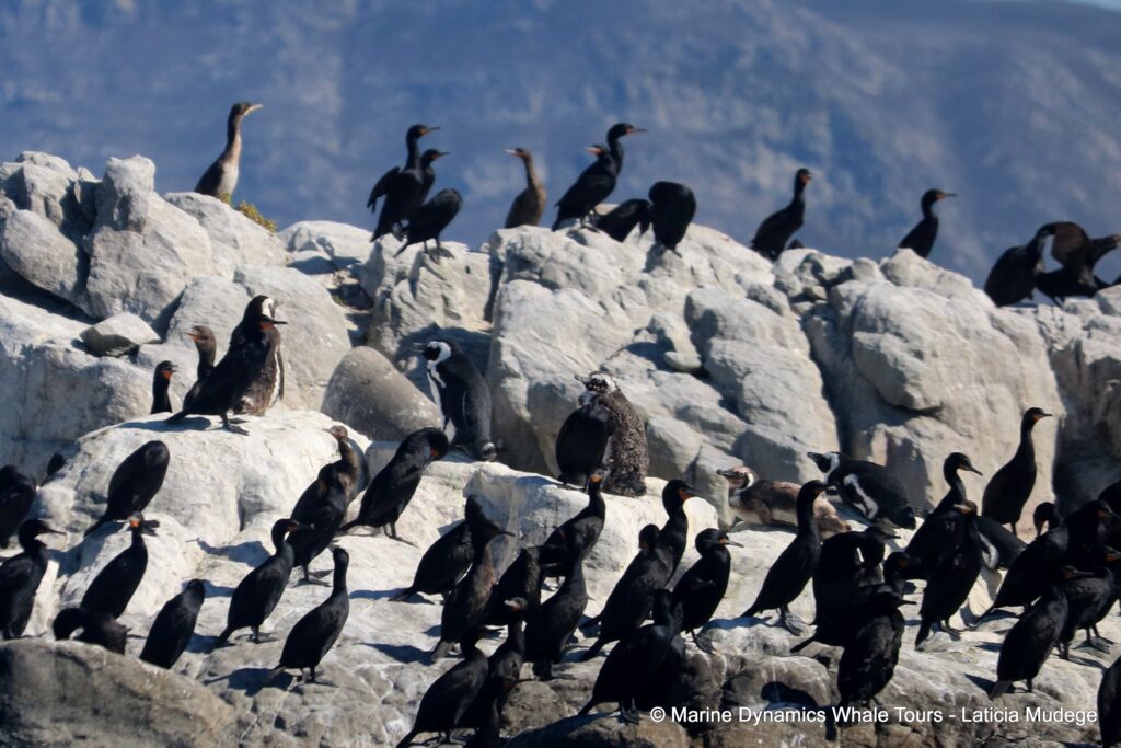 african penguin, whale watching, gansbaai, south africa