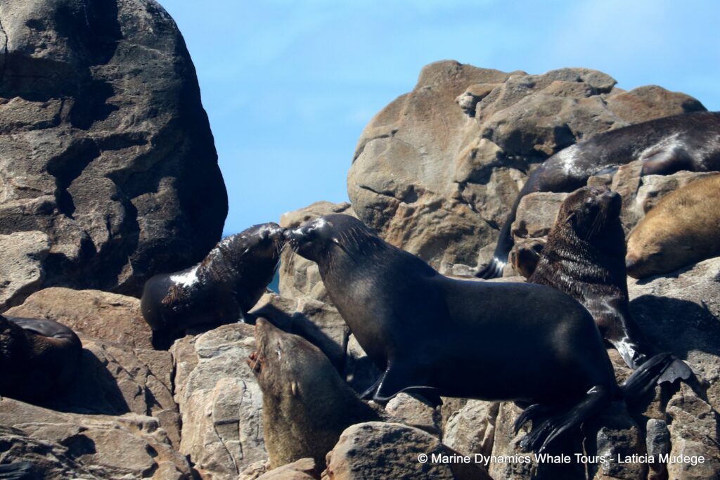 cape fur seal, whale watching, gansbaai, south africa