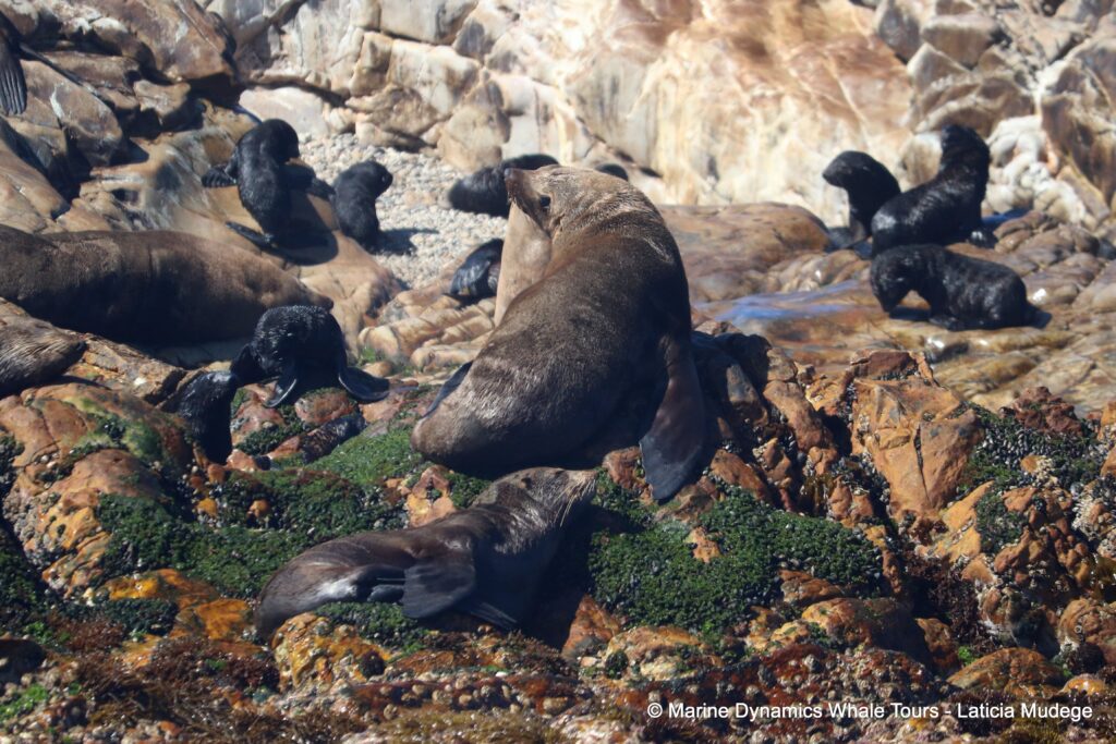 cape fur seal, whale watching, gansbaai, south africa