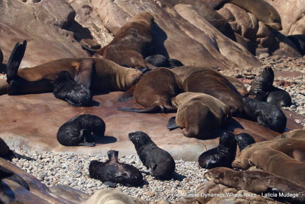 cape fur seal, whale watching, gansbaai, south africa