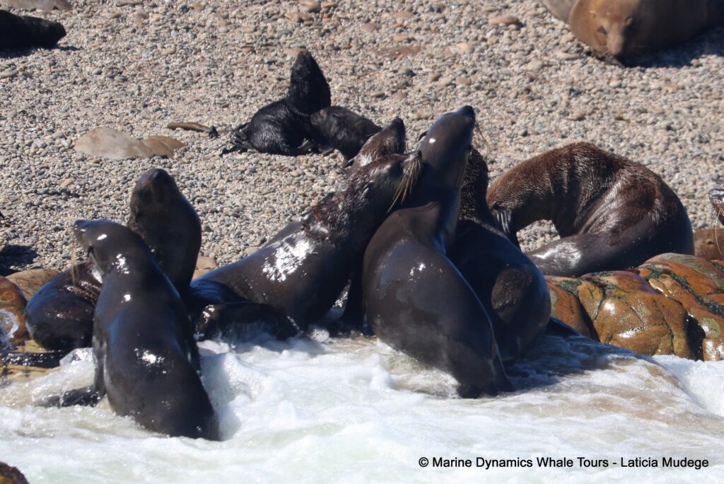 cape fur seal, whale watching, gansbaai, south africa