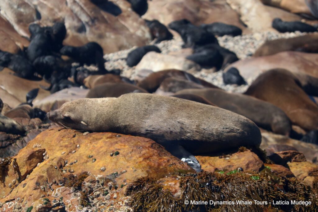 cape fur seal, whale watching, gansbaai, south africa
