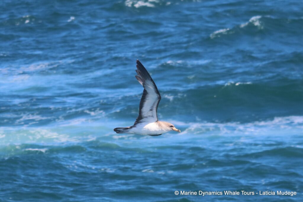 shearwater, whale watching, gansbaai, south africa,