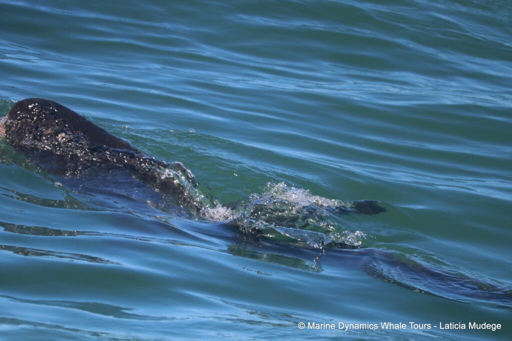 bronze whaler shark, whale watching, gansbaai, south africa,