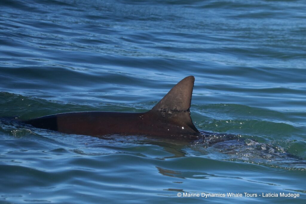 bronze whaler shark, whale watching, gansbaai, south africa,