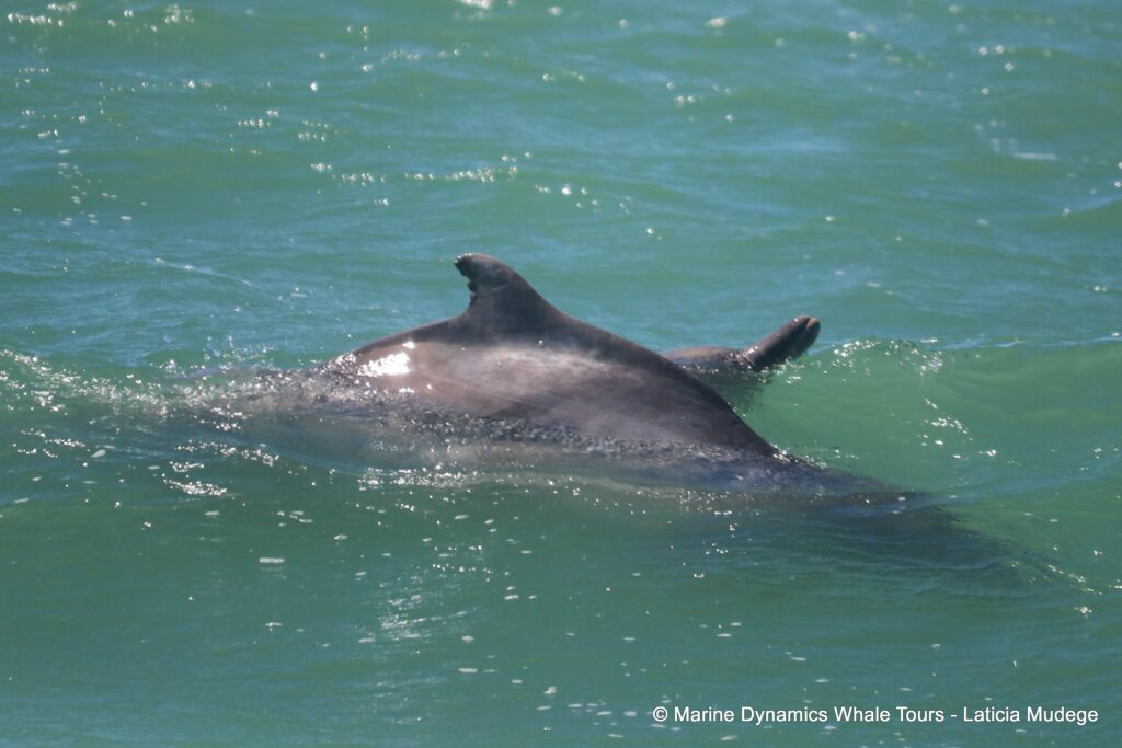 humpback dolphin, whale watching, gansbaai, south africa