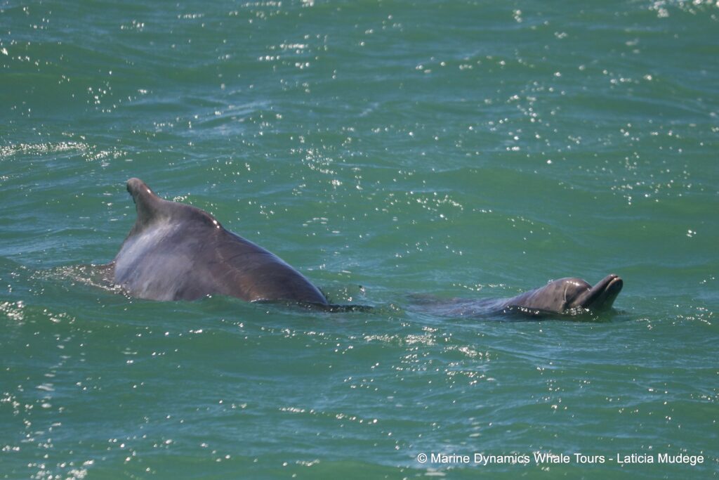 humpback dolphin, whale watching, gansbaai, south africa