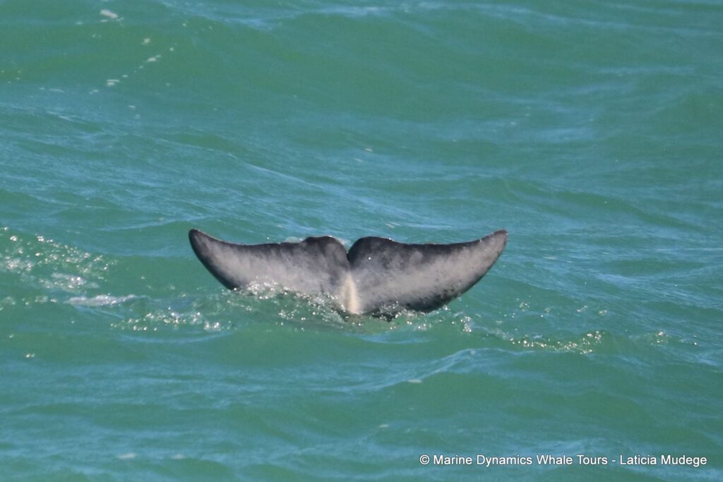 humpback dolphin, whale watching, gansbaai, south africa