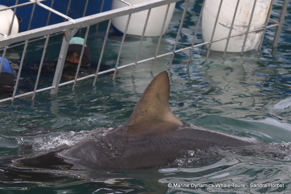 bronze whaler shark, whale watching, gansbaai, south africa,