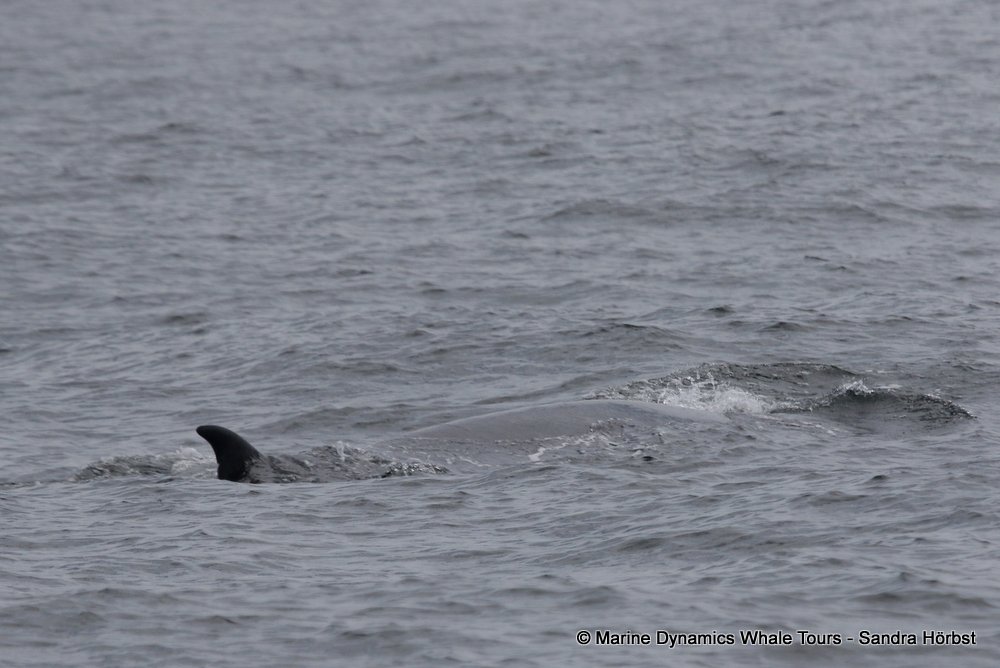 bryde's whale, whale watching, gansbaai, south africa,