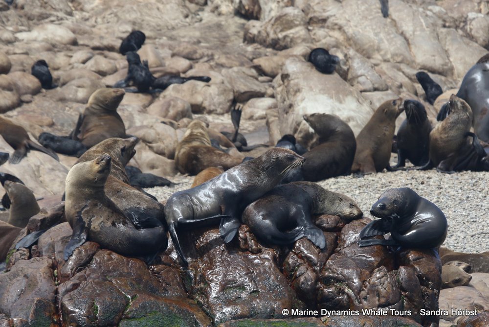 cape fur seal, whale watching, gansbaai, south africa