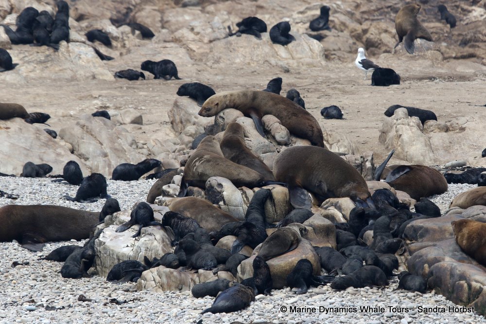 cape fur seal, whale watching, gansbaai, south africa