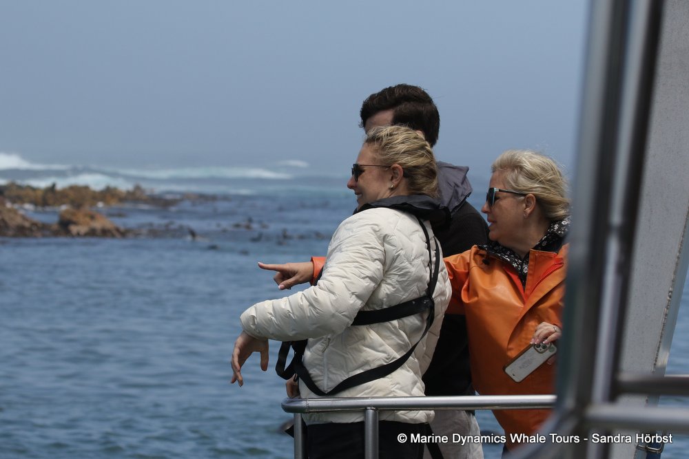 people, whale watching, gansbaai, south africa