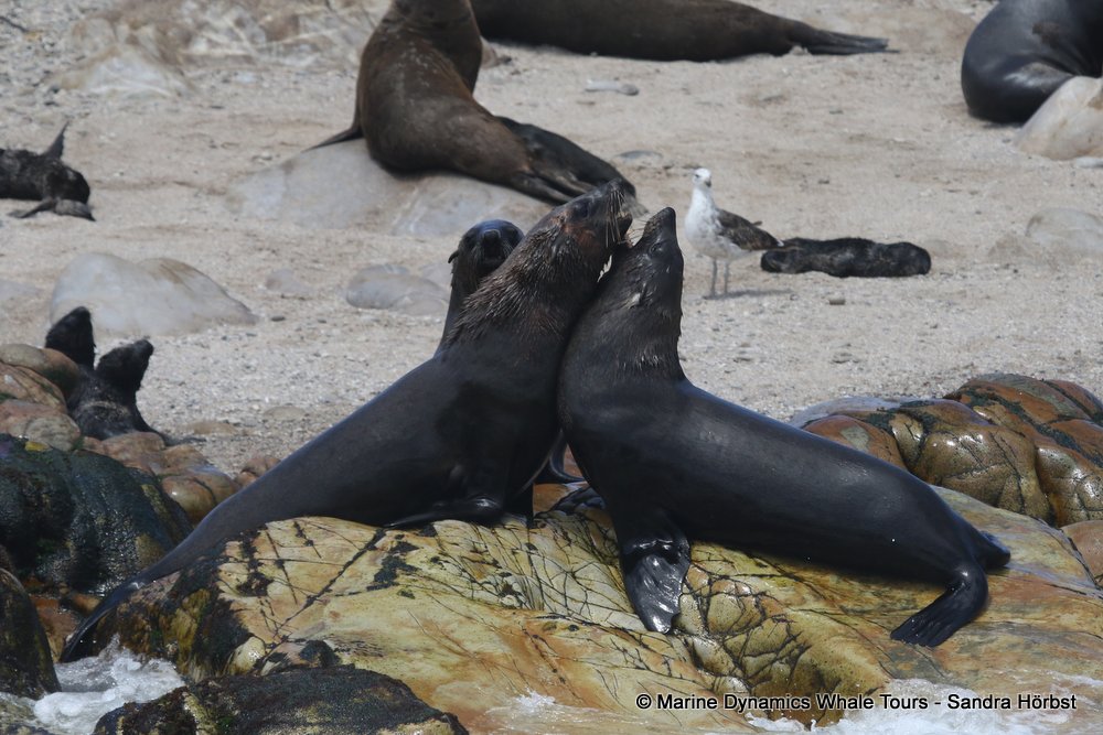 cape fur seal, whale watching, gansbaai, south africa