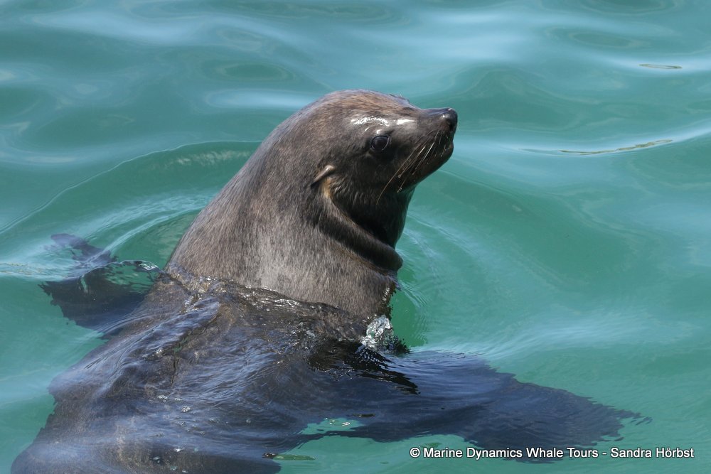 cape fur seal, whale watching, gansbaai, south africa
