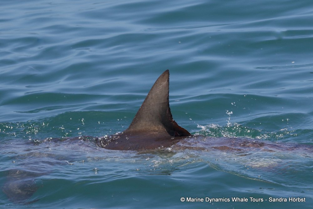 bronze whaler shark, whale watching, gansbaai, south africa,