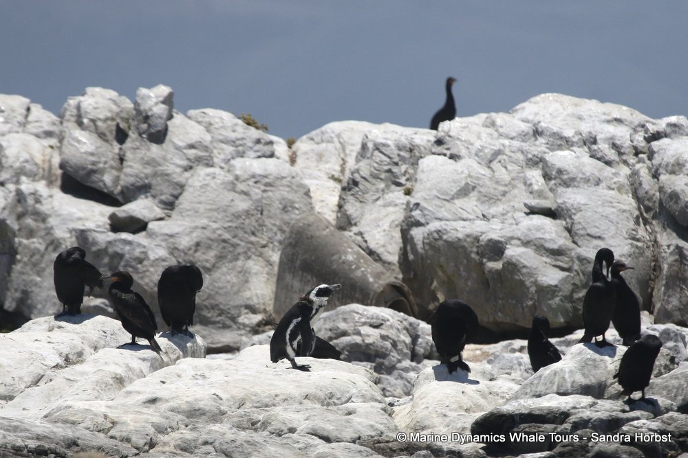 penguins, whale watching, gansbaai, south africa,