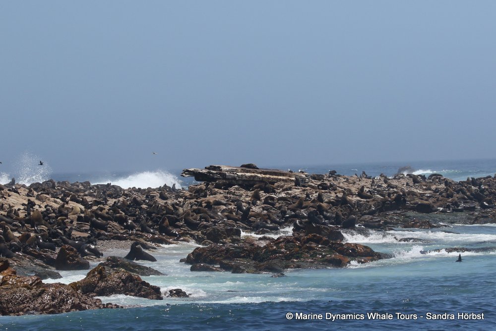 cape fur seal colony, whale watching, gansbaai, south africa,