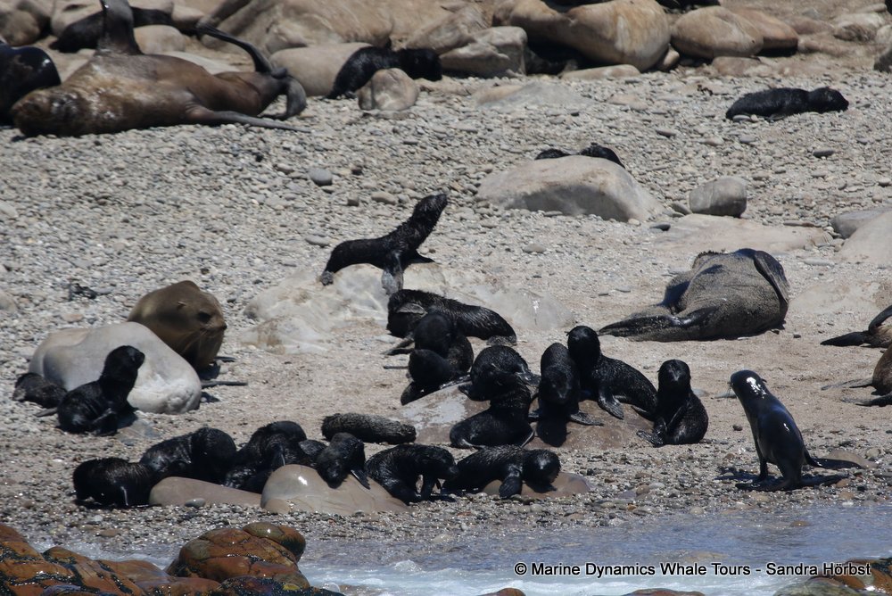 cape fur seal, whale watching, gansbaai, south africa
