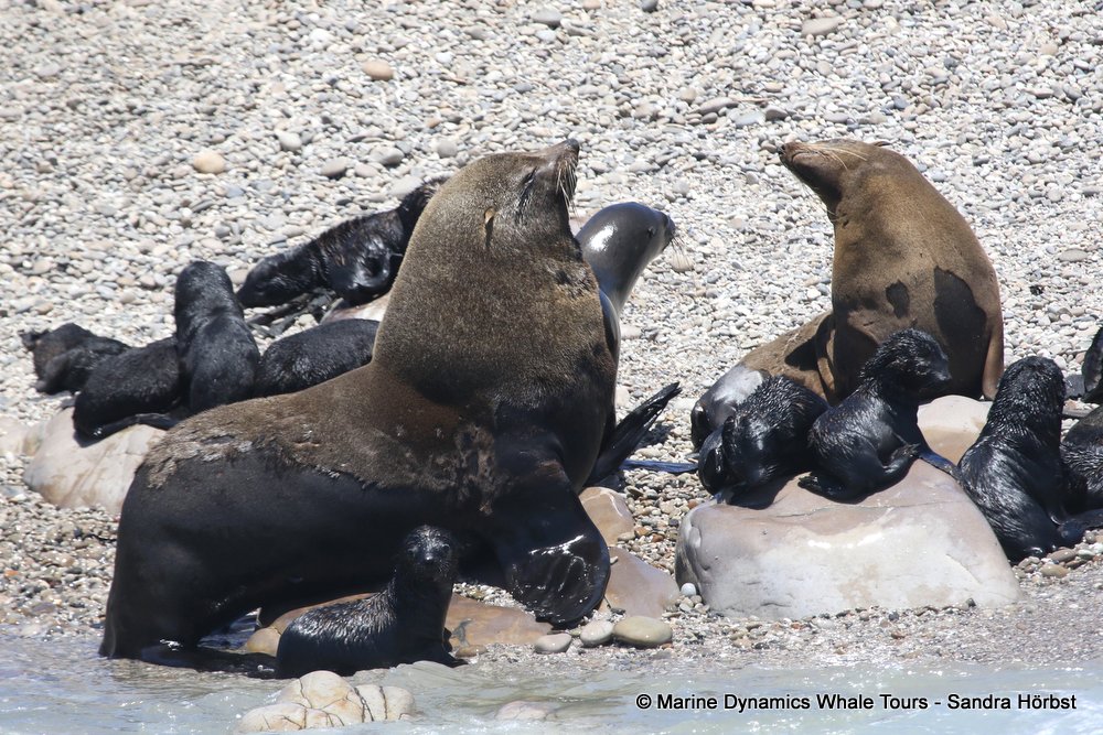 cape fur seal, whale watching, gansbaai, south africa