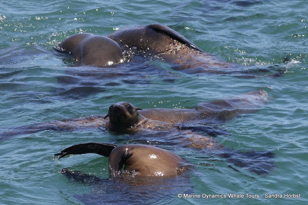 cape fur seal, whale watching, gansbaai, south africa