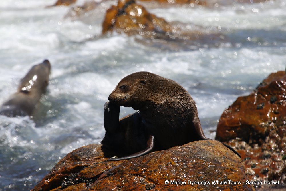 cape fur seal, whale watching, gansbaai, south africa