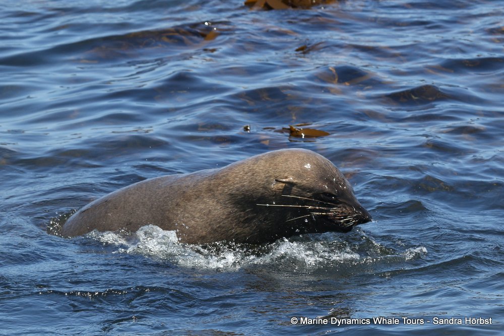 cape fur seal, whale watching, gansbaai, south africa