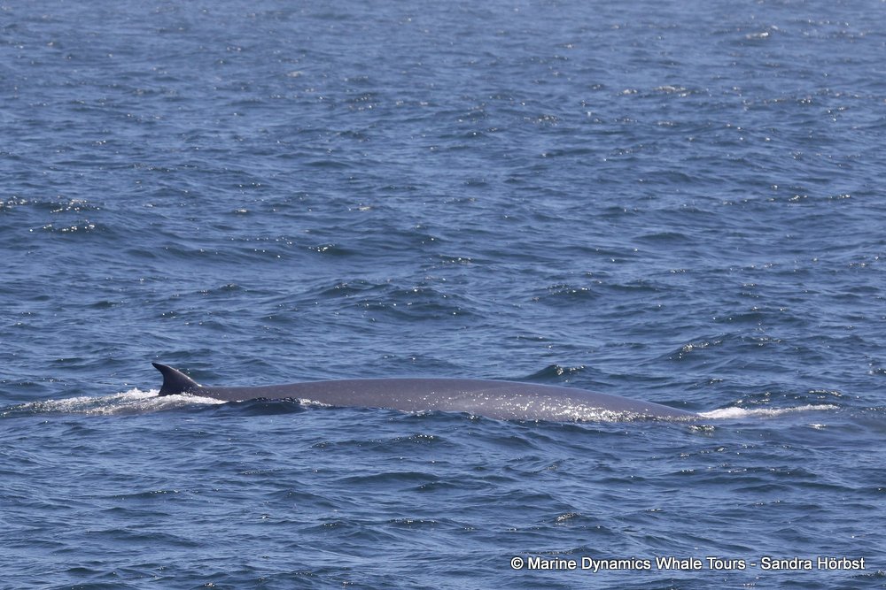 whale, whale watching, gansbaai, south africa,