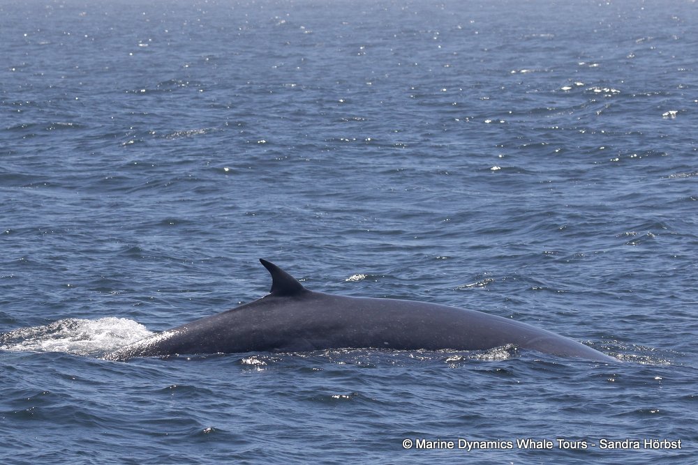 bryde's whale, whale watching, gansbaai, south africa,