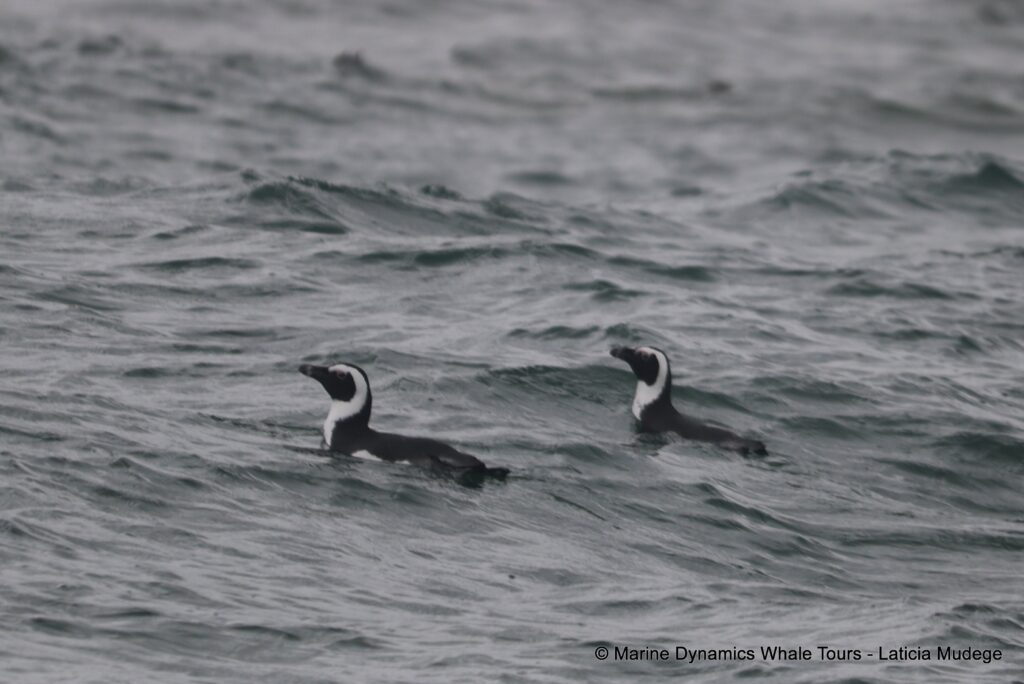african penguin, whale watching, gansbaai, south africa