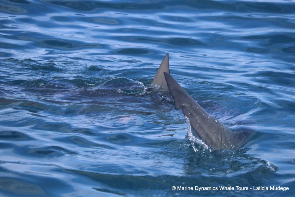 bronze whaler shark, whale watching, gansbaai, south africa,