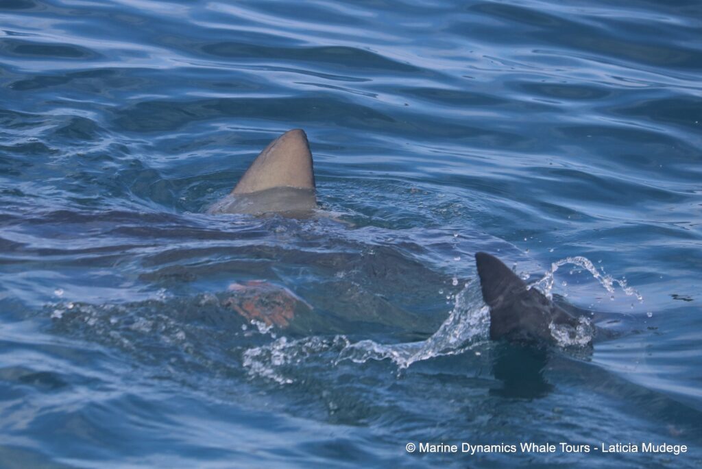 bronze whaler shark, whale watching, gansbaai, south africa,