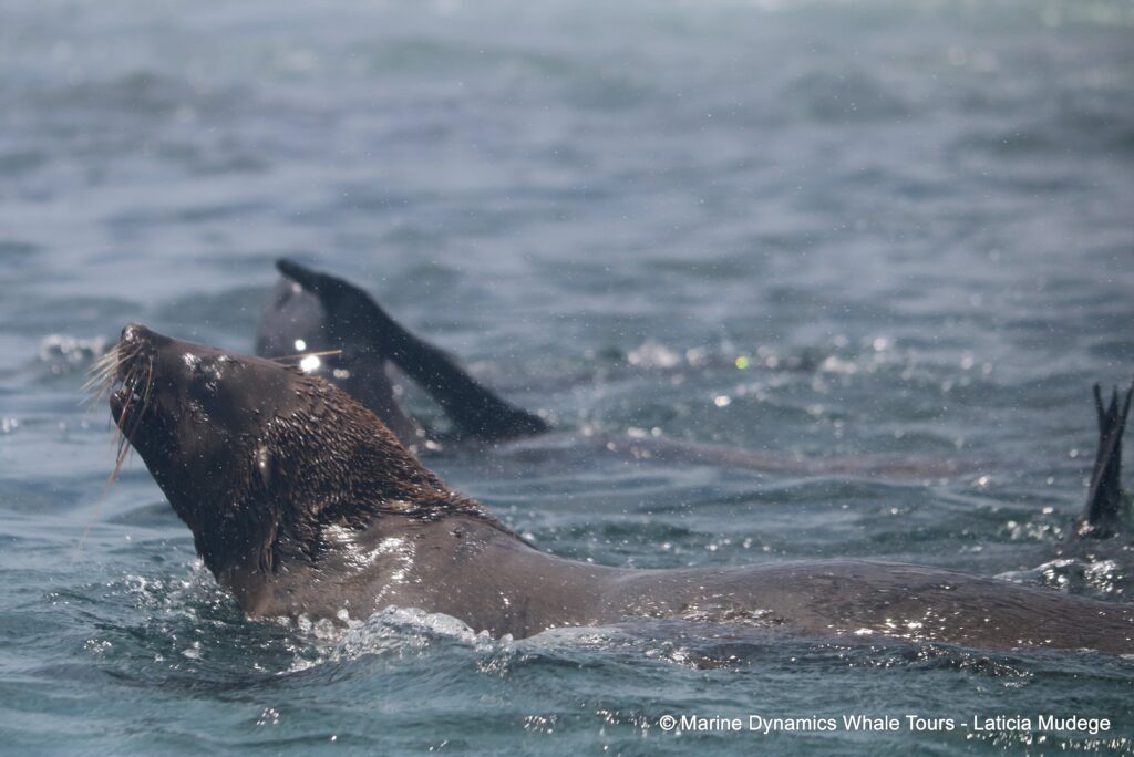 cape fur seal, whale watching, gansbaai, south africa