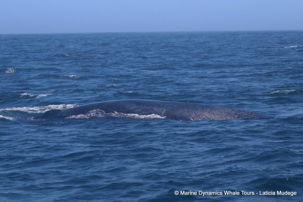bryde's whale, whale watching, gansbaai, south africa,