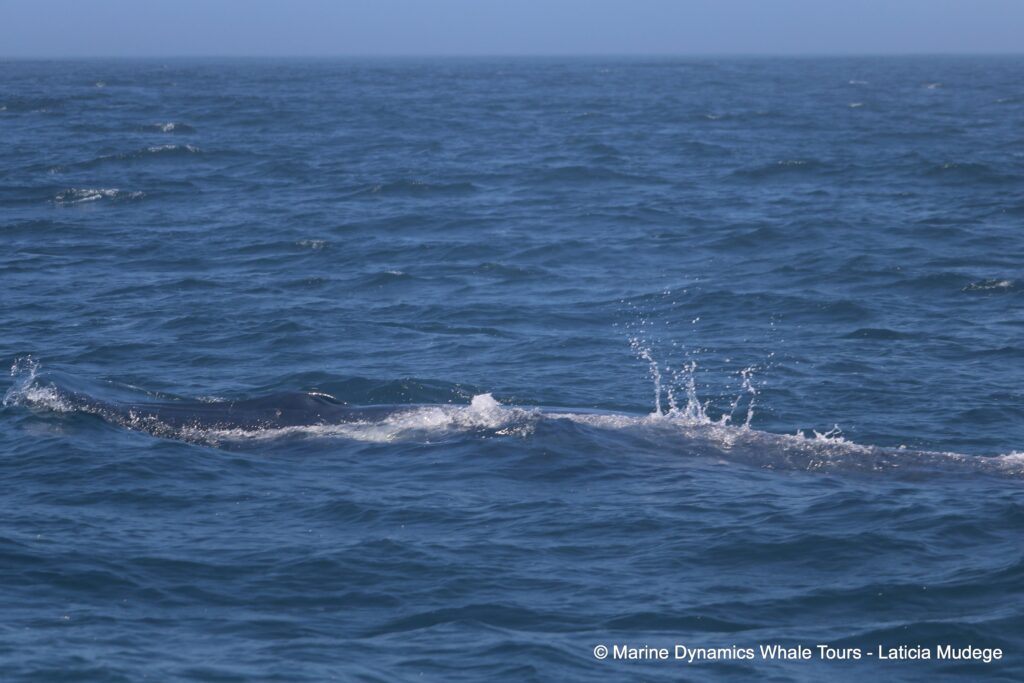 bryde's whale, whale watching, gansbaai, south africa,
