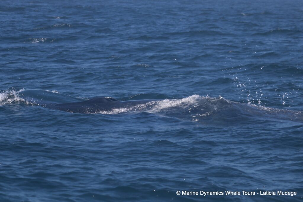 bryde's whale, whale watching, gansbaai, south africa,